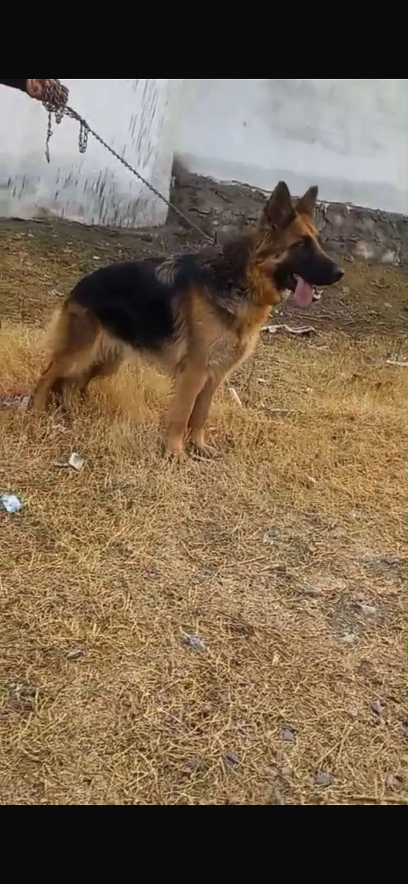 German Shepherd Long Coat Heavy bone Female — photo 5
