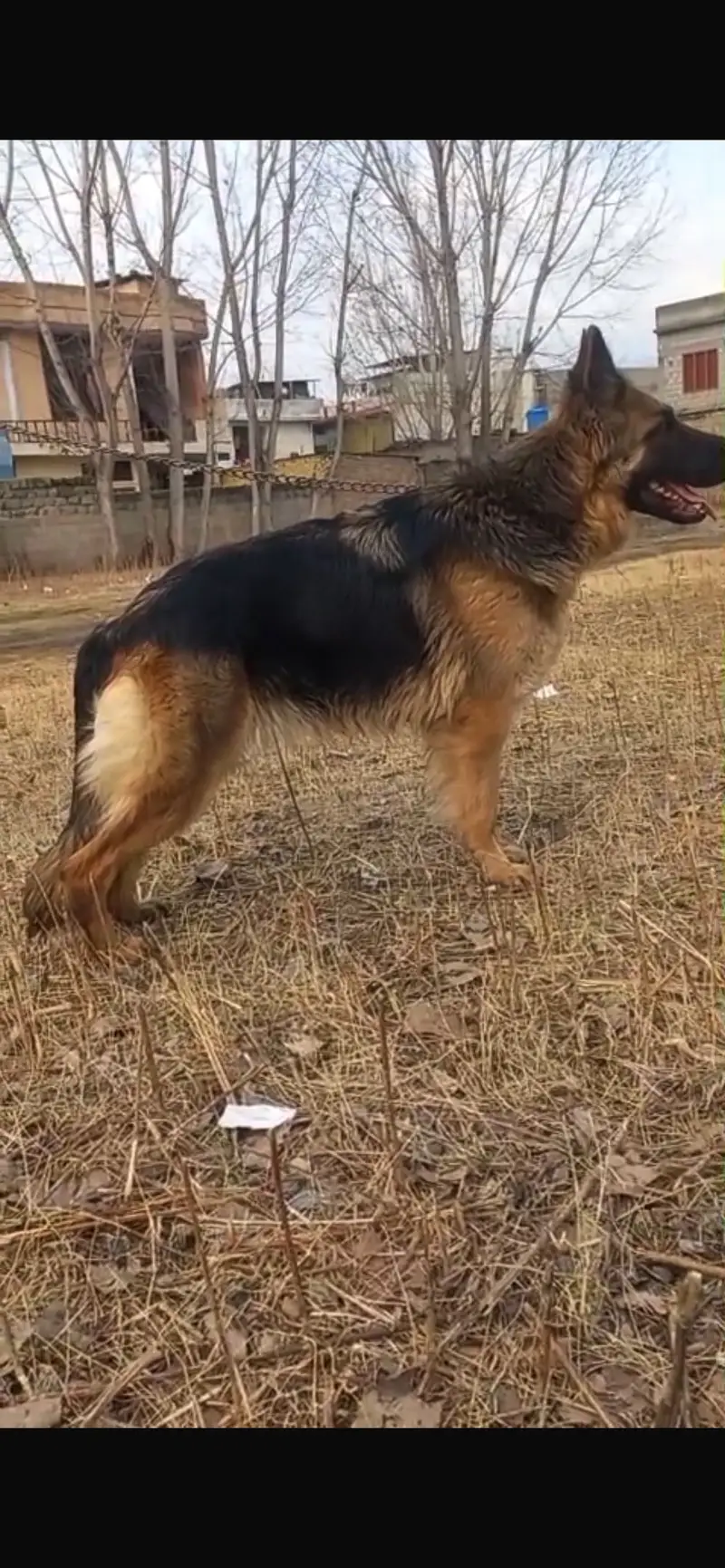 German Shepherd Long Coat Heavy bone Female — photo 6
