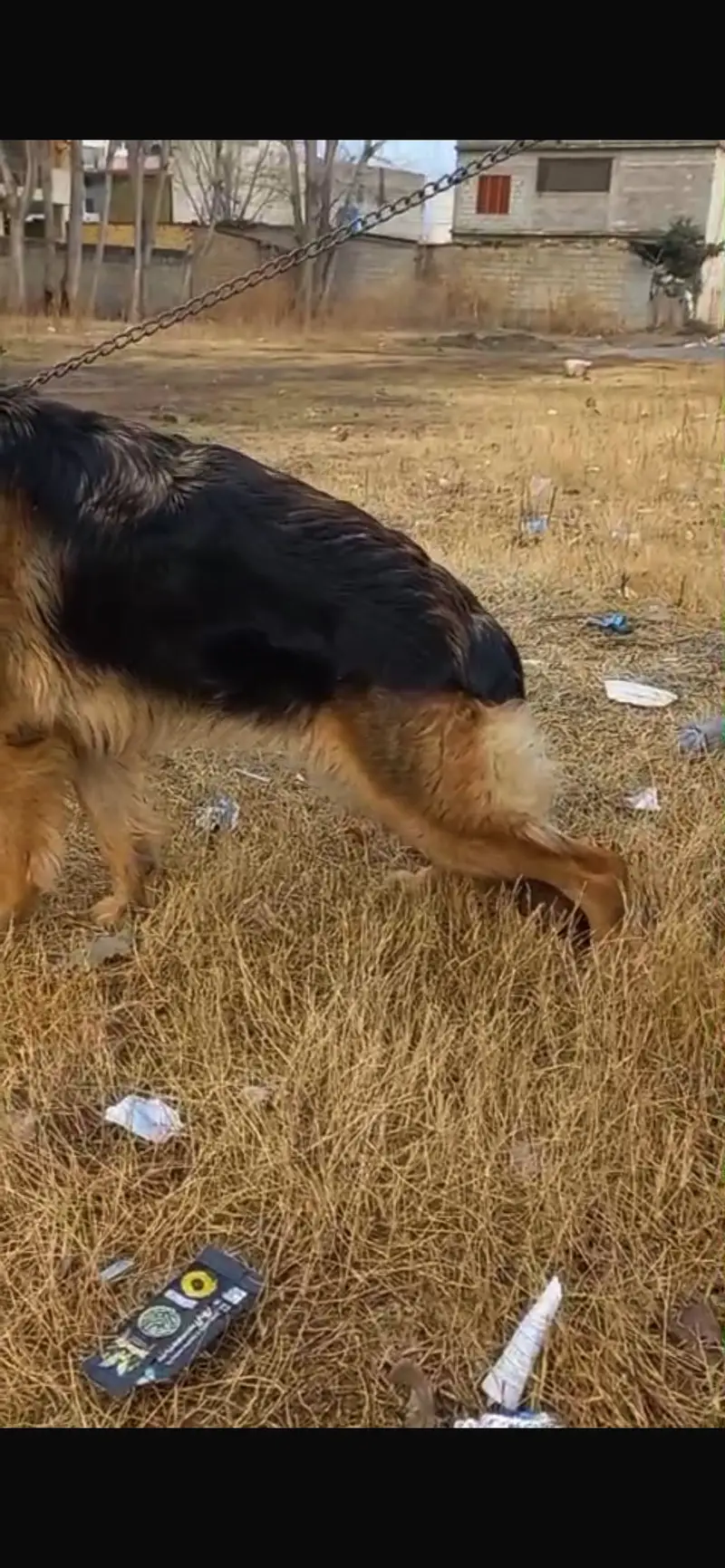 German Shepherd Long Coat Heavy bone Female — photo 7