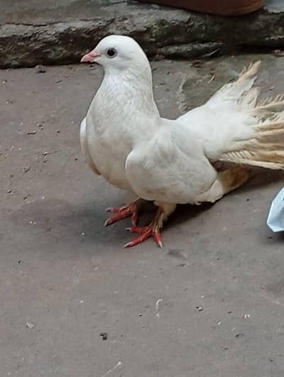 Safaid Kabootar + Pinjra For Sale