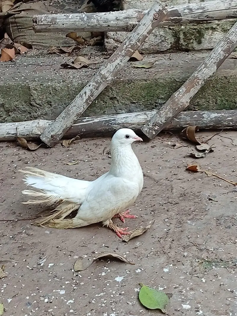 Safaid Kabootar + Pinjra For Sale — photo 2
