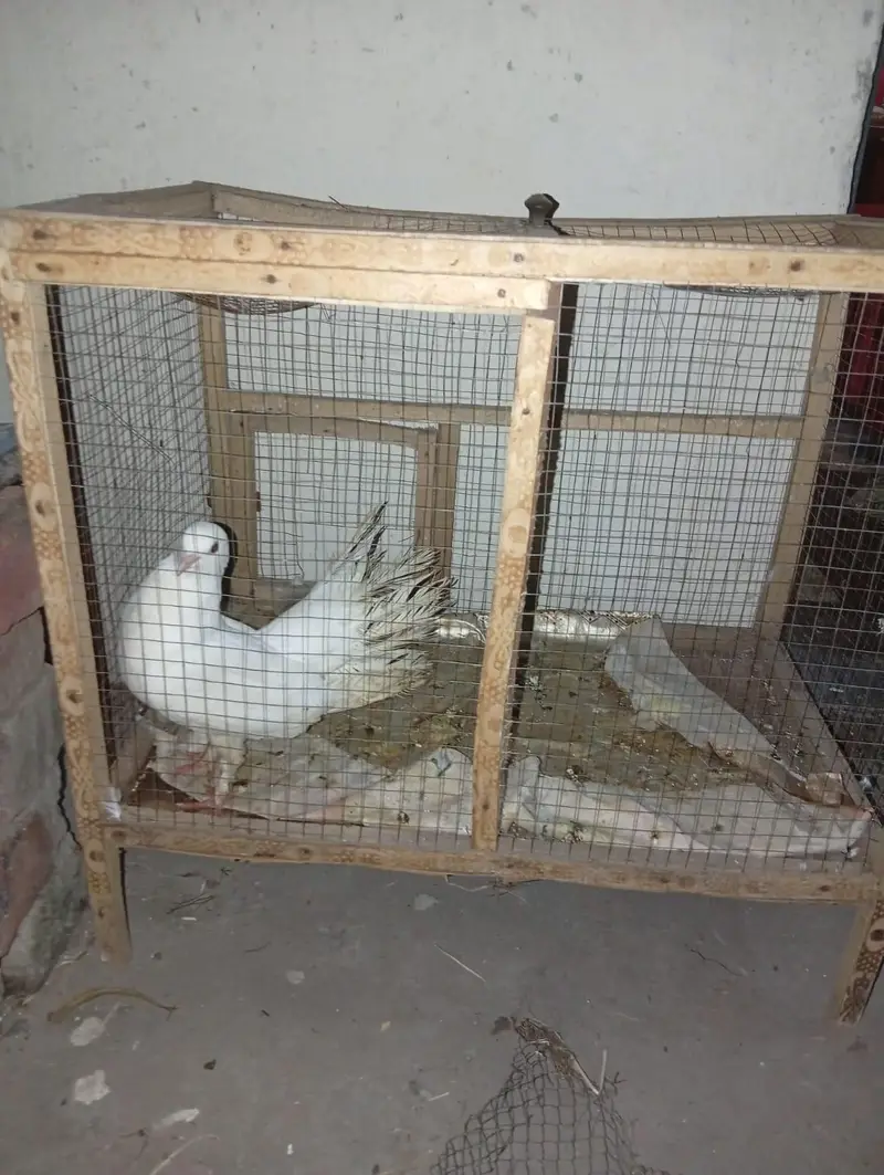 Safaid Kabootar + Pinjra For Sale — photo 3