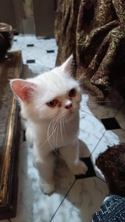 persian cat