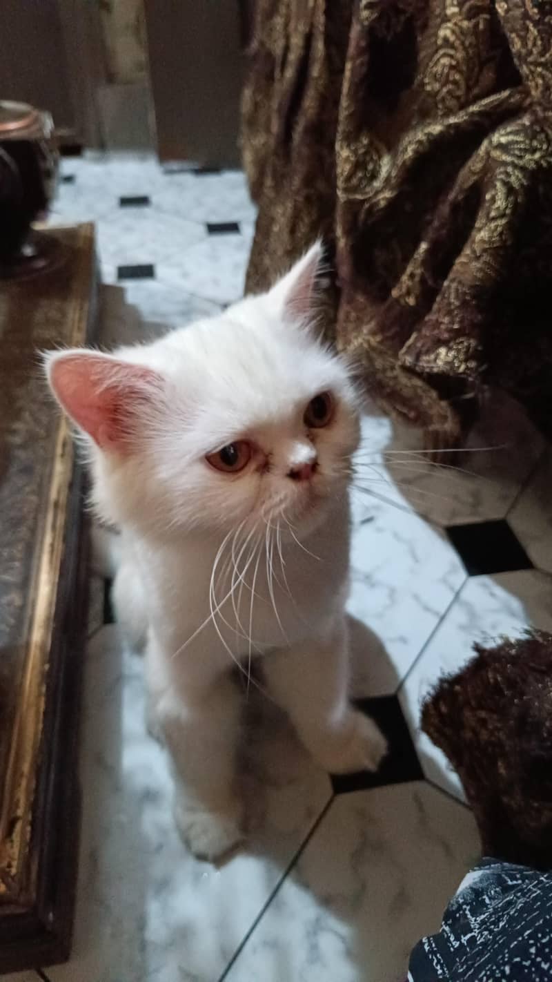 persian cat 0