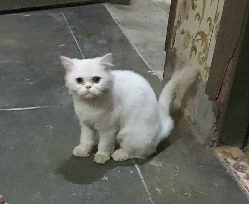 persian cat 1