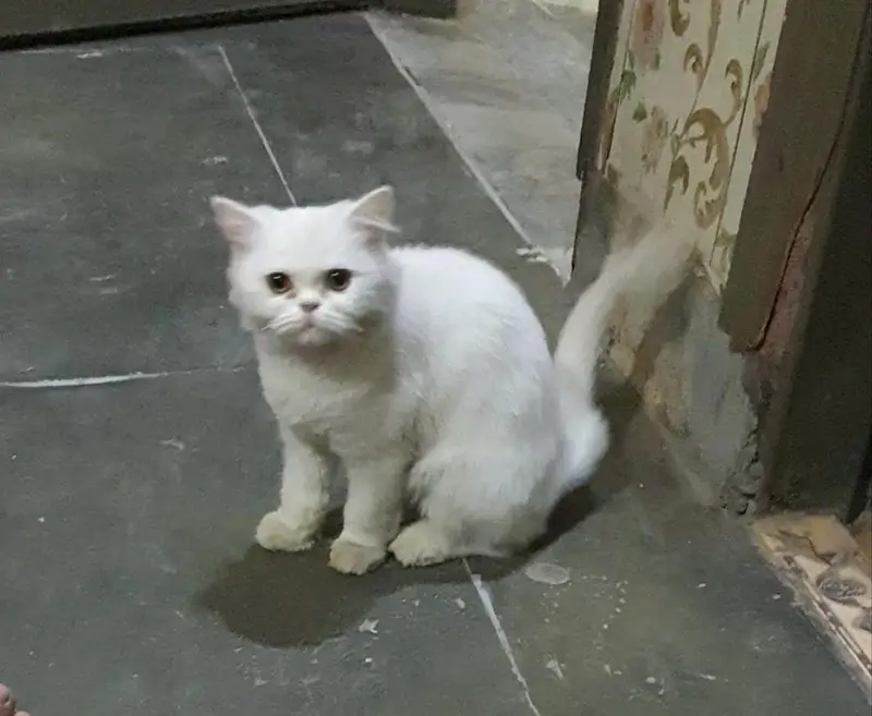 persian cat — photo 2