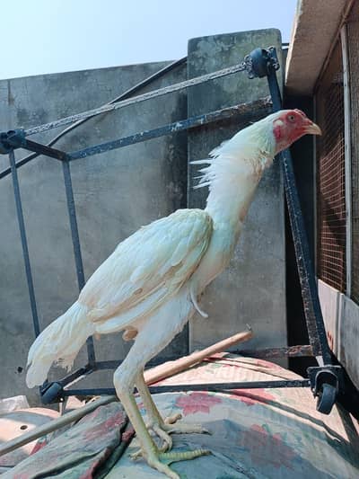 Aseel Heera pathay