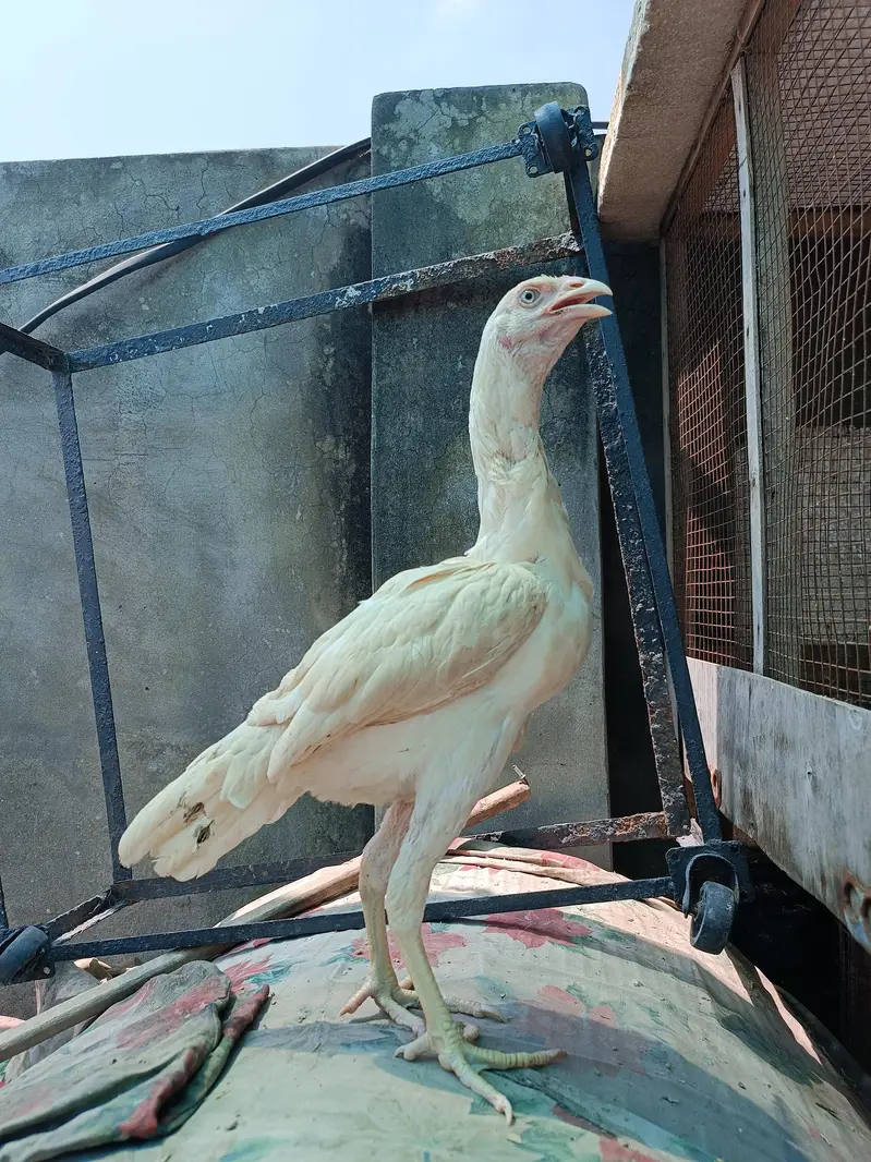 Aseel Heera pathay — photo 5