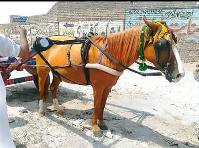 Horse Pregnant about 9-10 months