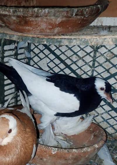 fancy pigeons for sale