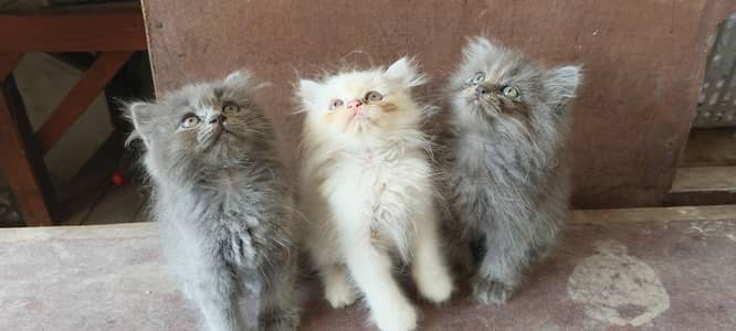 kitten for sale in Sialkot