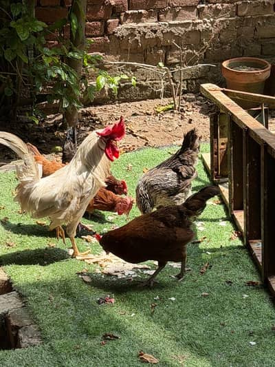 Desi hens