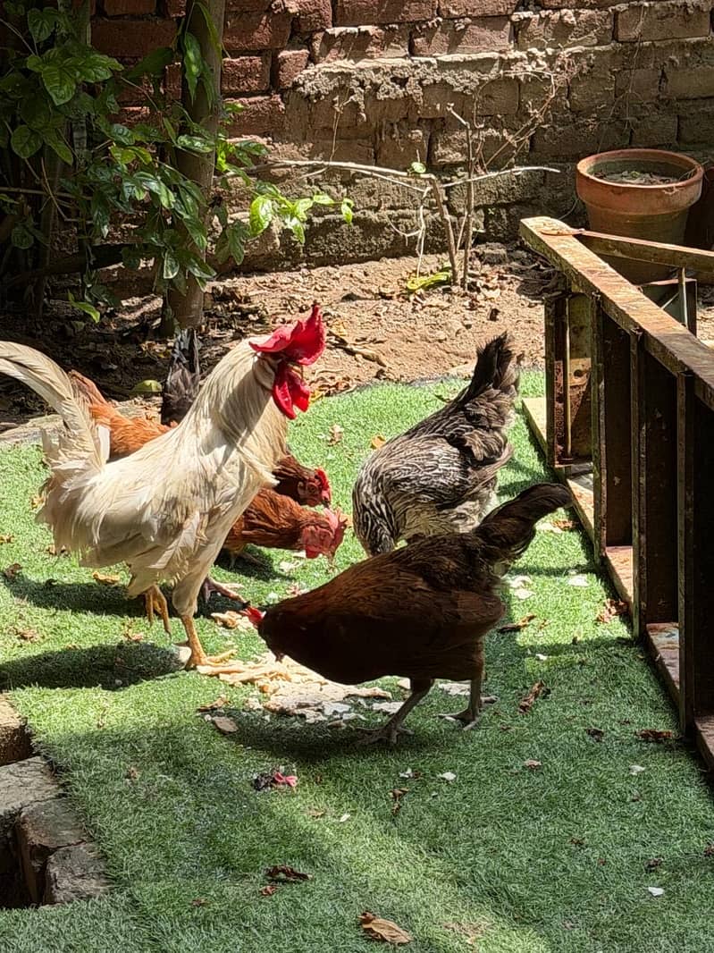 Desi hens 0