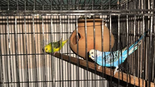 Breeder Pair