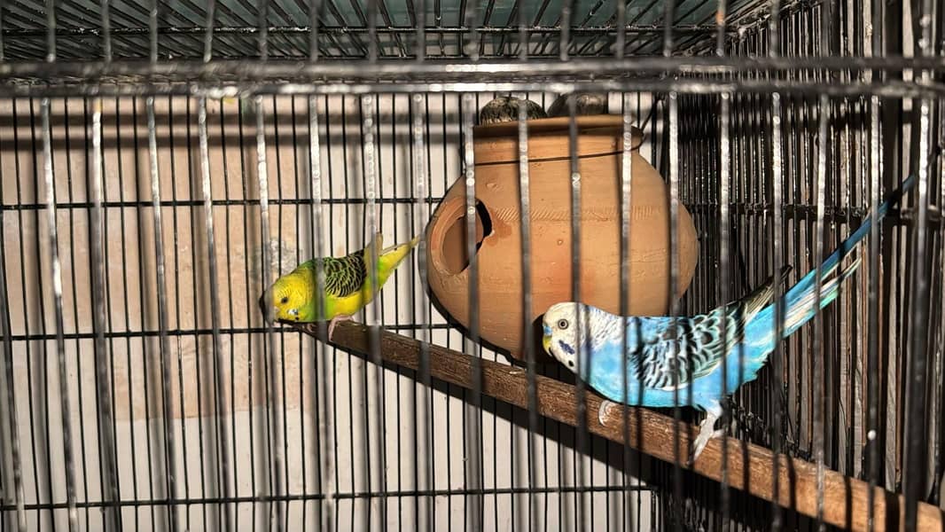 Breeder Pair 0