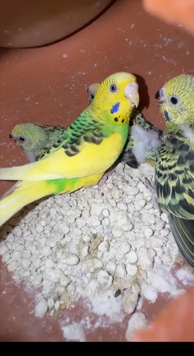 Breeder Pair 1