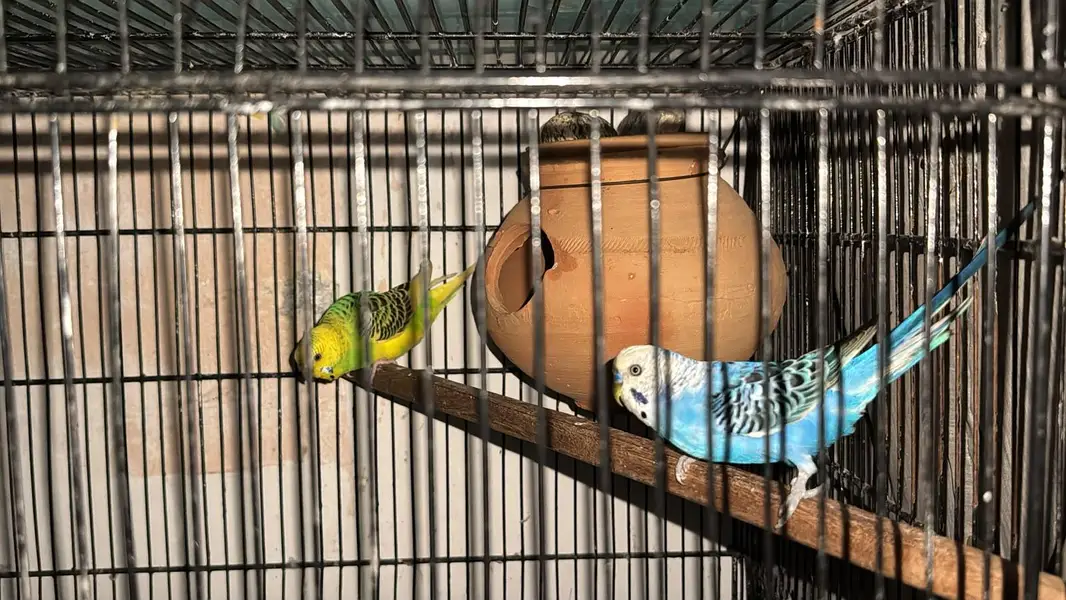 Breeder Pair — photo 4