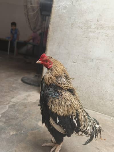 for sale dasi murga healthy and active Kharachi  (aseel murga for seel