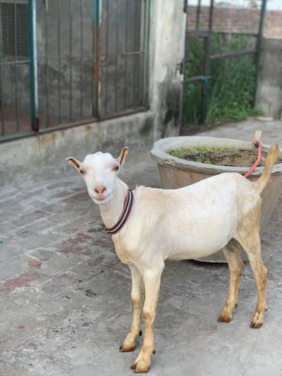 Gulabi Teddy