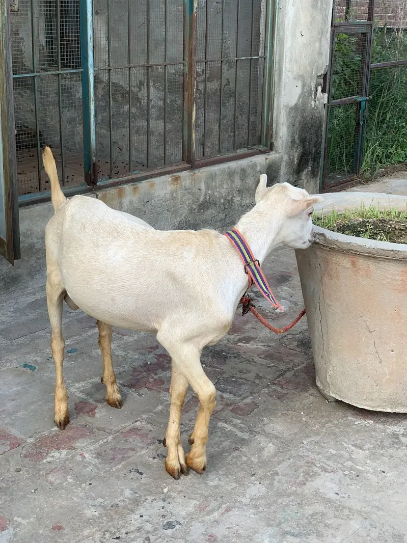 Gulabi Teddy — photo 2
