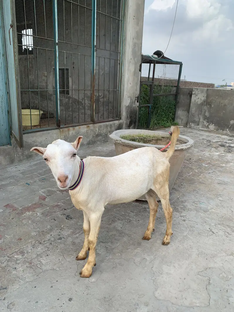 Gulabi Teddy — photo 3