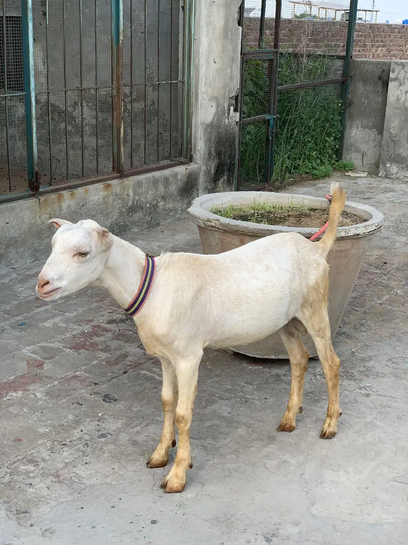 Gulabi Teddy — photo 5