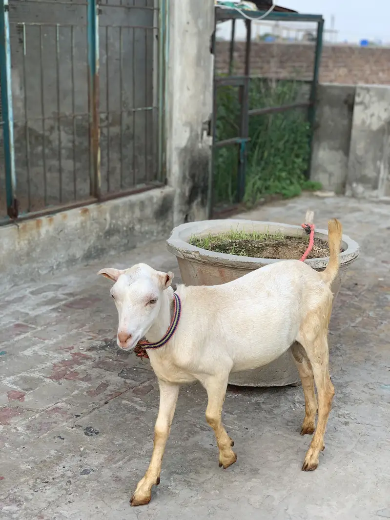 Gulabi Teddy — photo 6