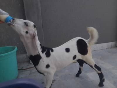 Goat For Sale