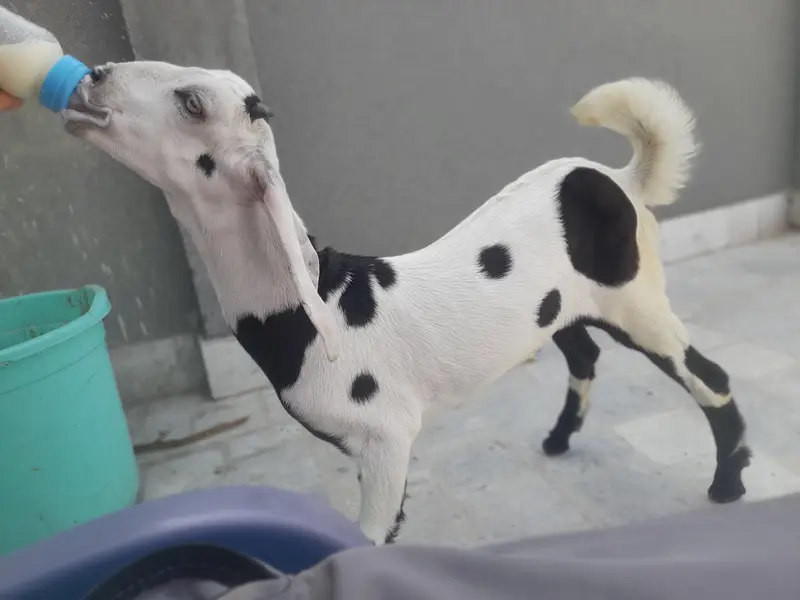 Goat For Sale — photo 2