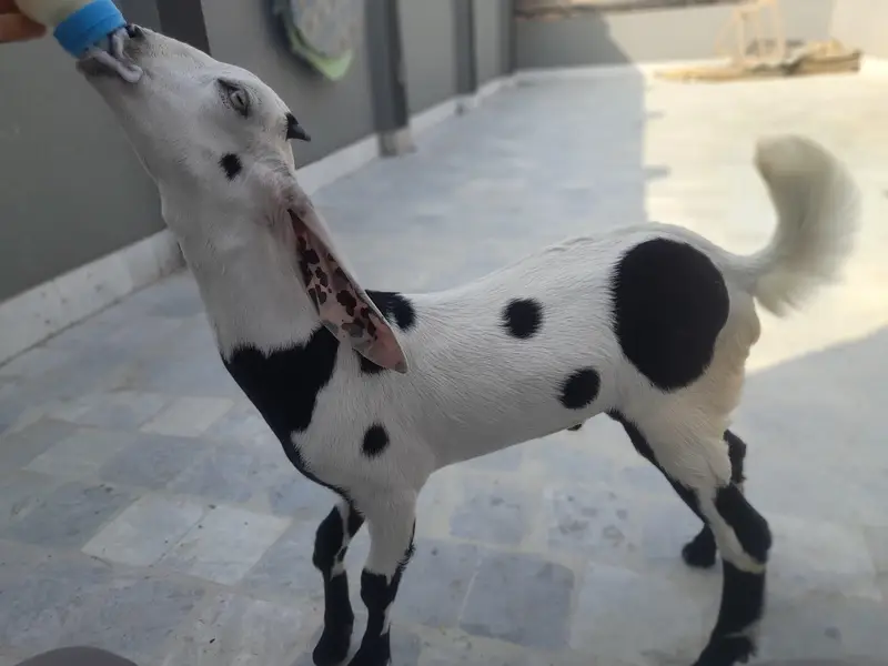 Goat For Sale — photo 3