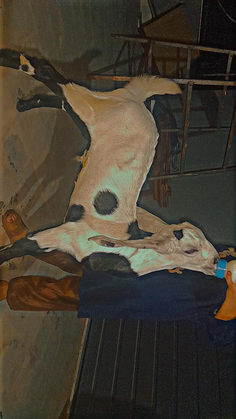 Goat For Sale — photo 4