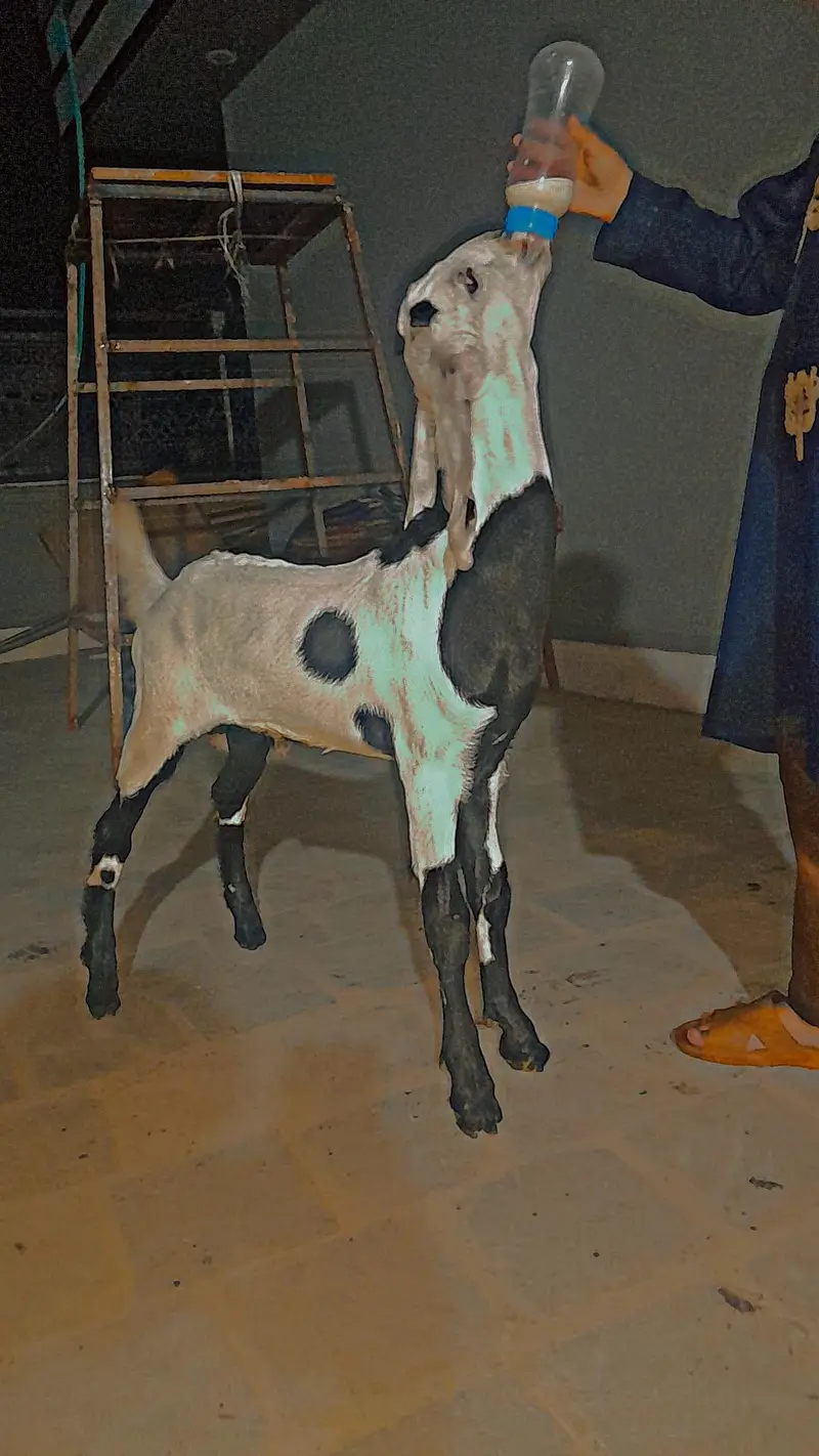 Goat For Sale — photo 5