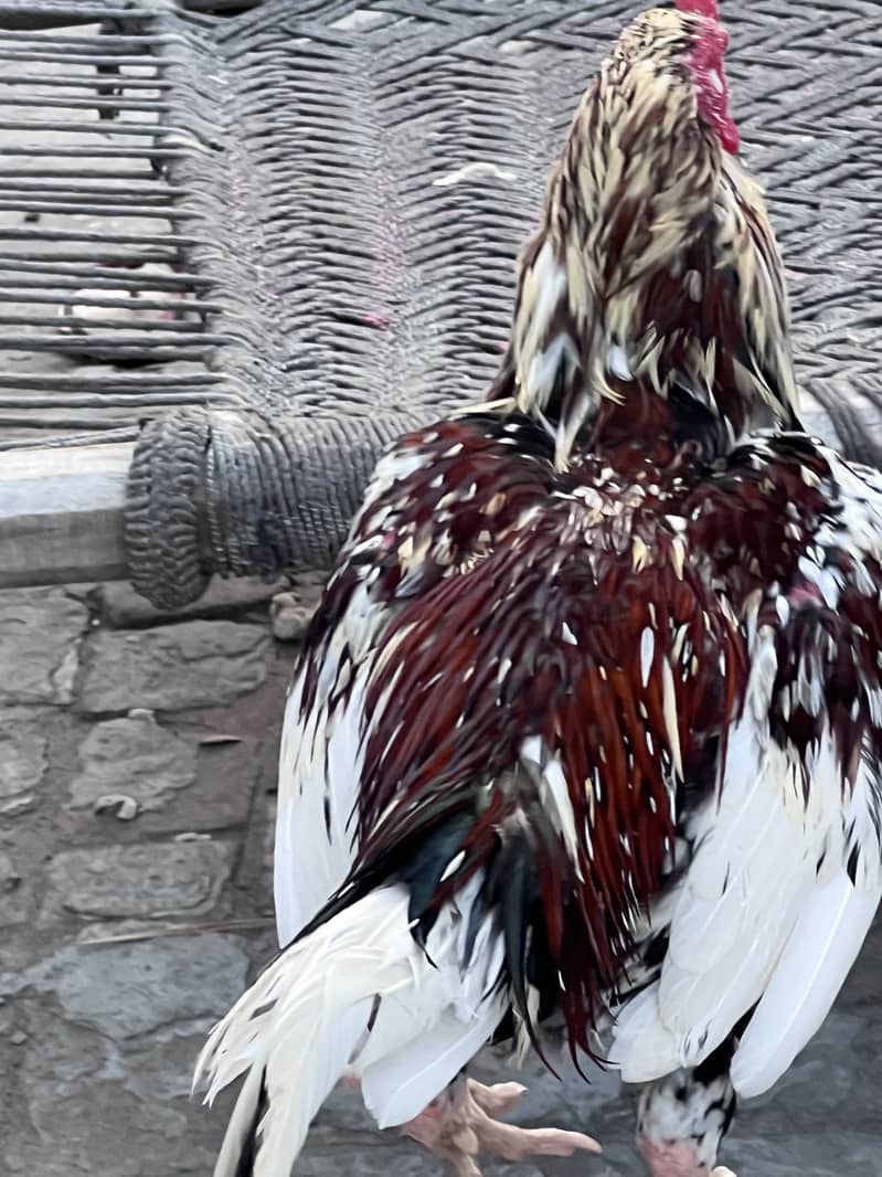 Seal Murga 0