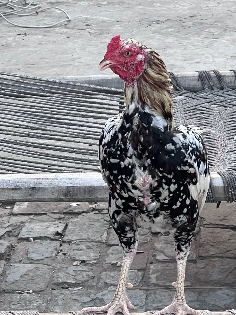 Seal Murga — photo 2