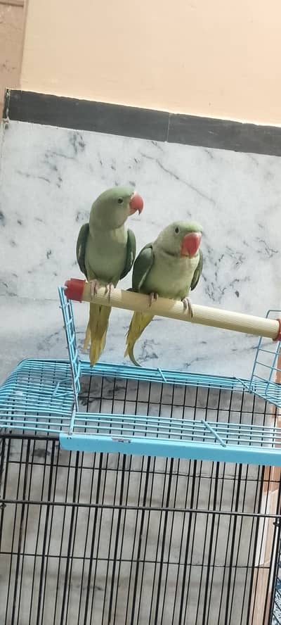 handtame Alexander Raw parrot pair with cage. . 03173778959