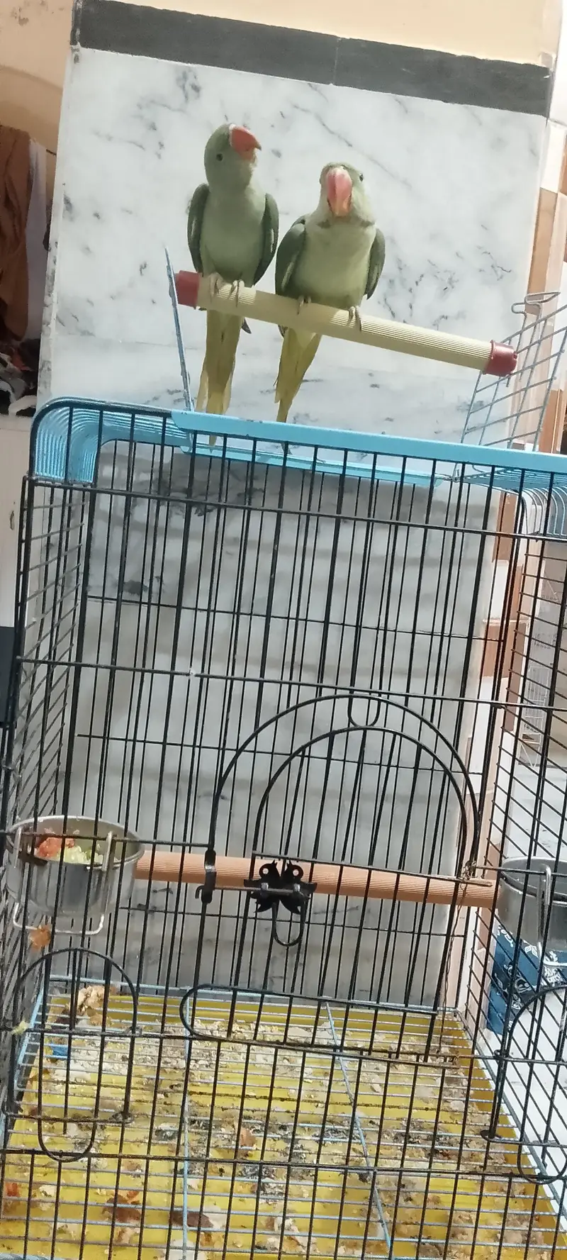 handtame Alexander Raw parrot pair with cage. . 03173778959 — photo 2