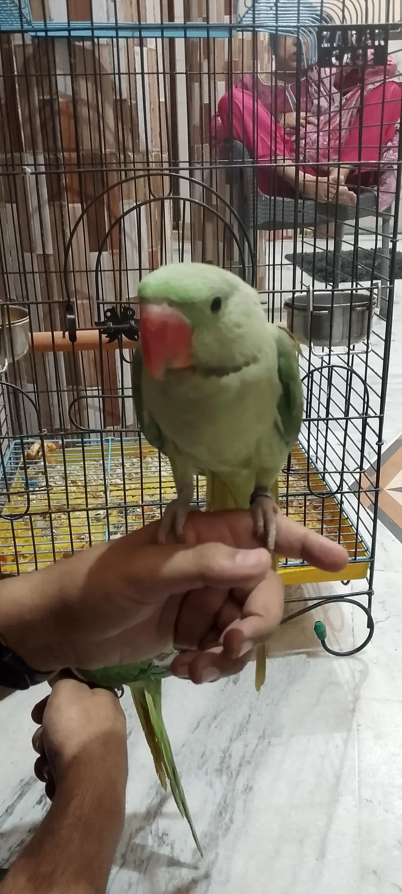handtame Alexander Raw parrot pair with cage. . 03173778959 — photo 3