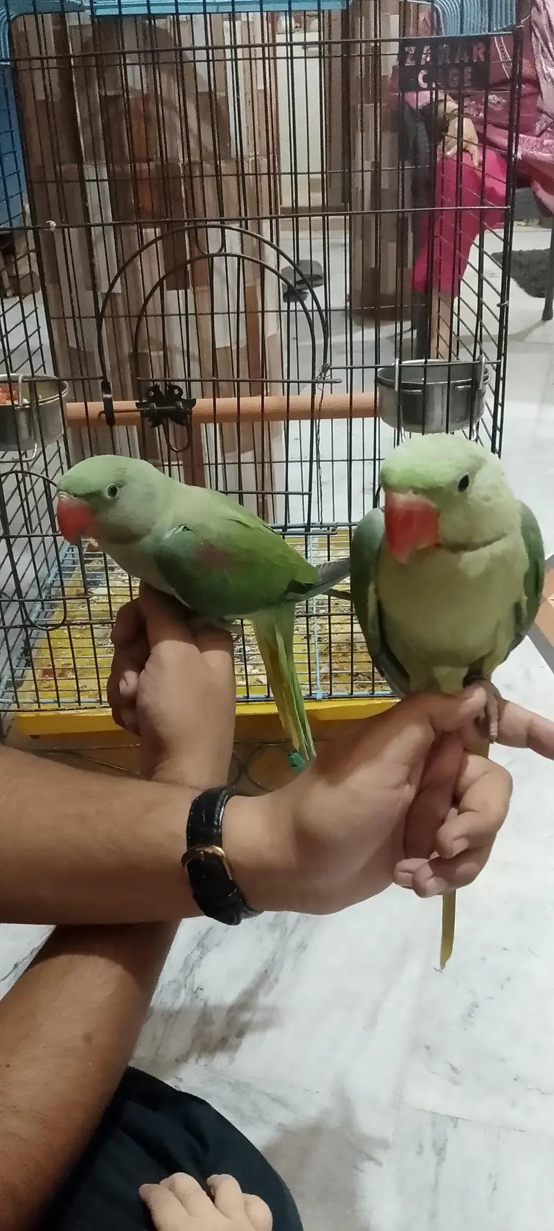 handtame Alexander Raw parrot pair with cage. . 03173778959 — photo 4