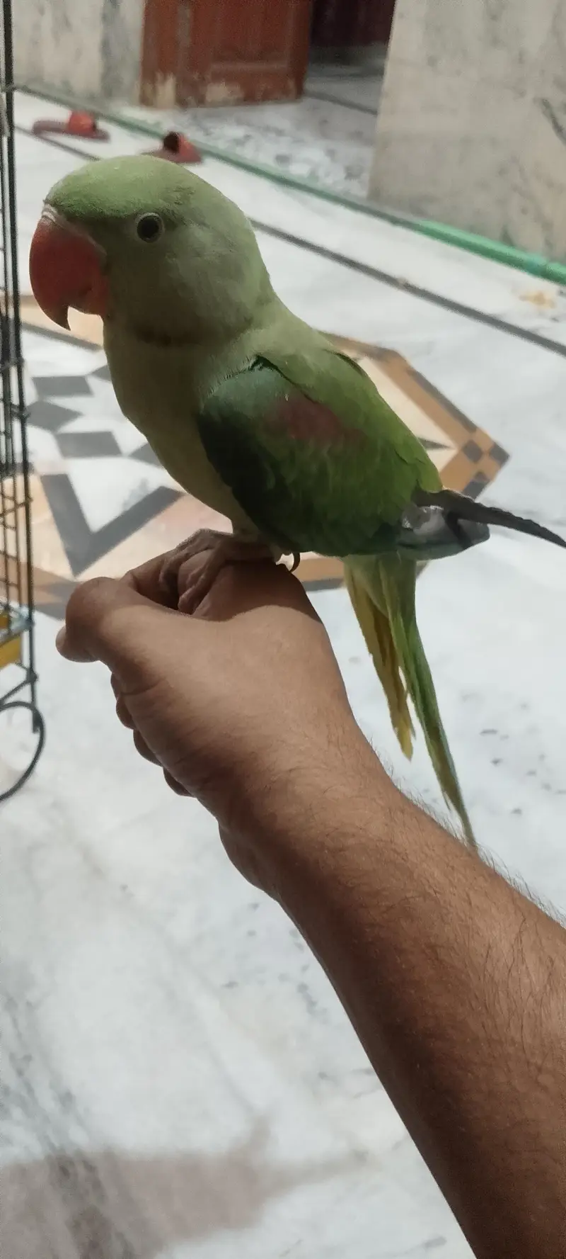 handtame Alexander Raw parrot pair with cage. . 03173778959 — photo 5