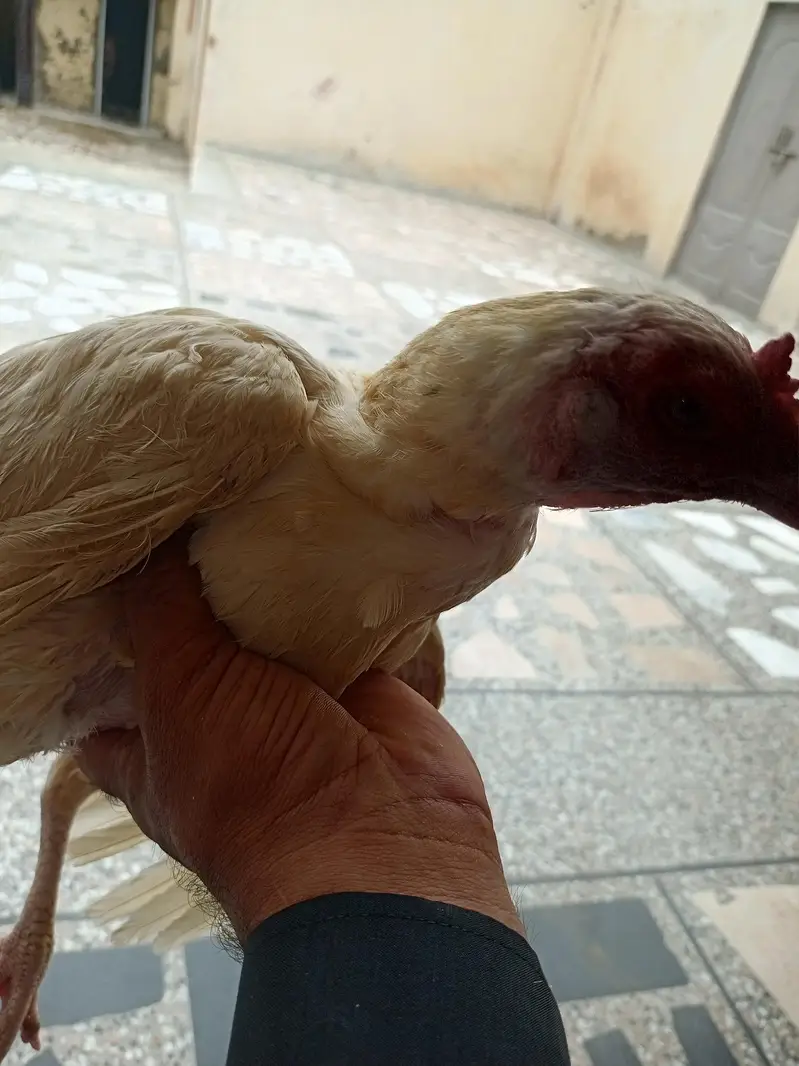 herra aseel jori  final 15000 ki interested contect my nmbr — photo 4