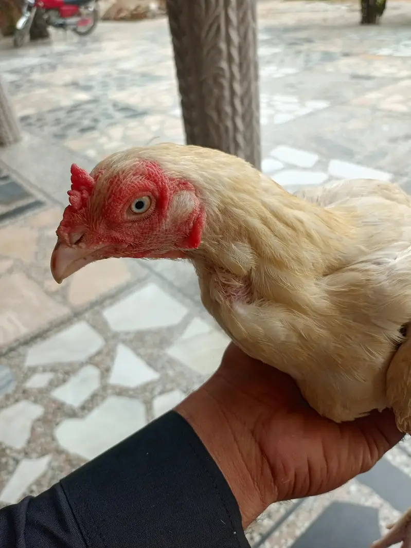 herra aseel jori  final 15000 ki interested contect my nmbr — photo 6