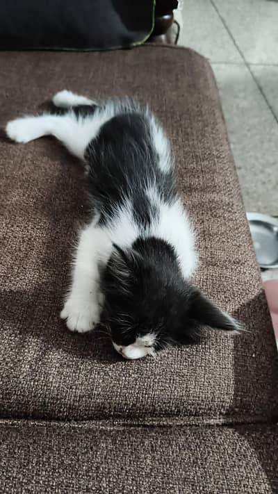 Adoption 2 months kittens male
