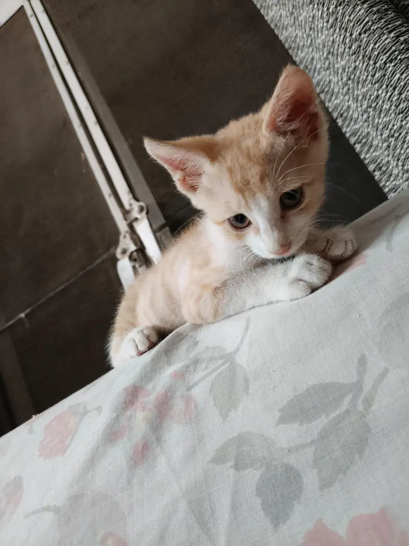 Adoption 2 months kittens male — photo 2