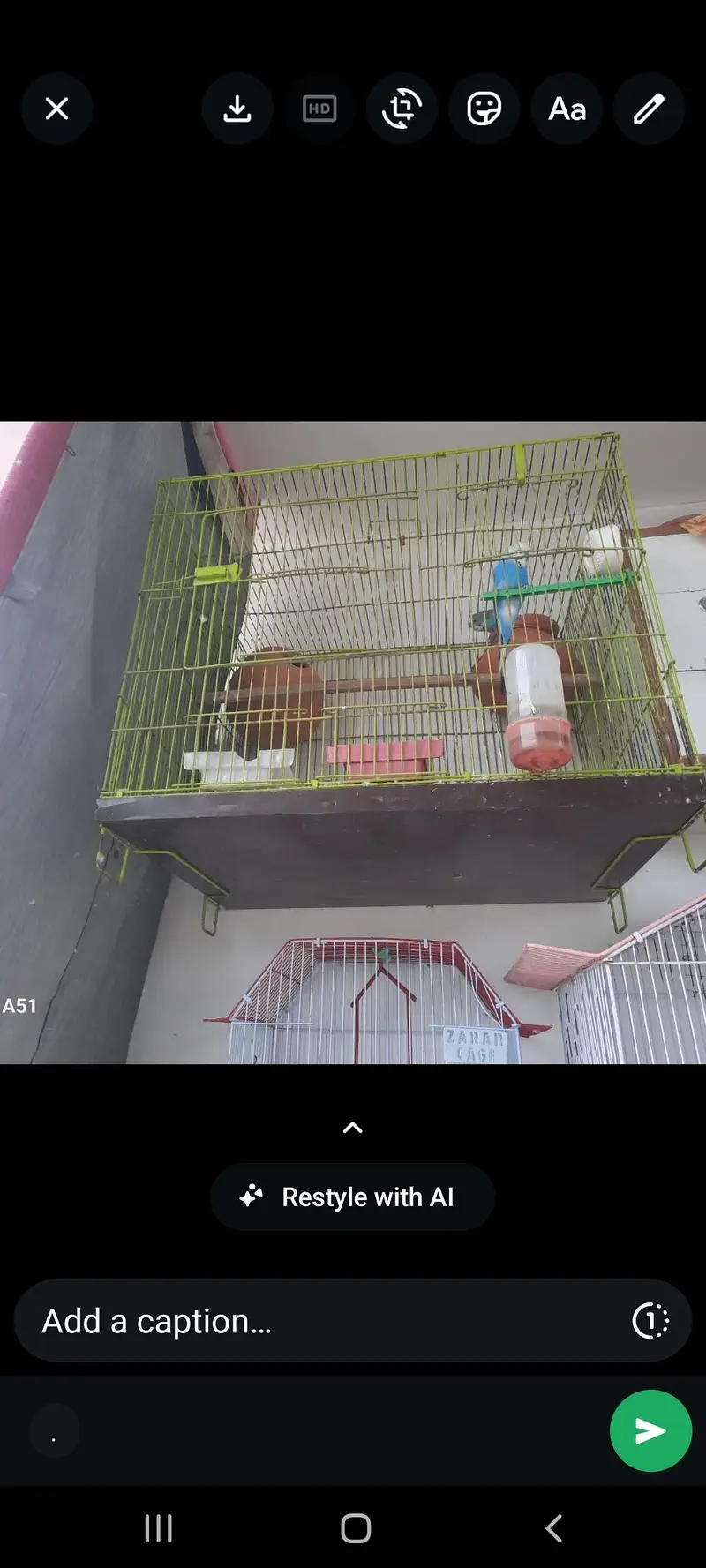 Breeder Pair — photo 3