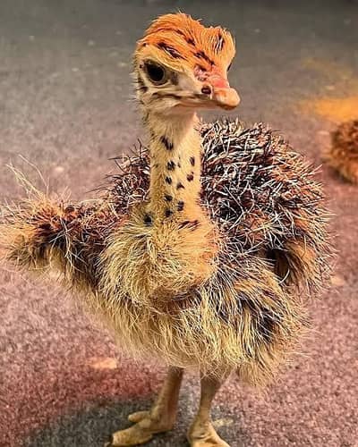 ostrich baby chicks