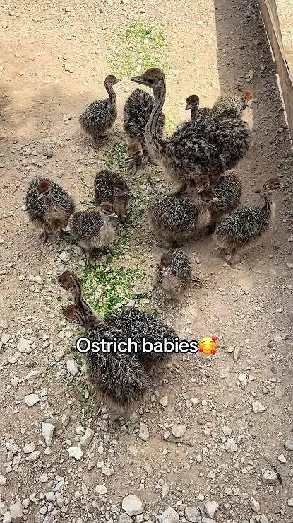 ostrich baby chicks — photo 2
