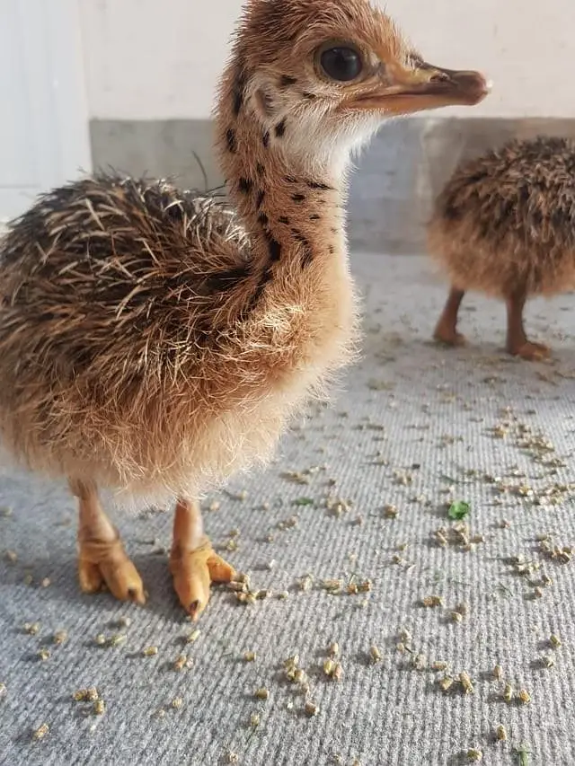 ostrich baby chicks — photo 3