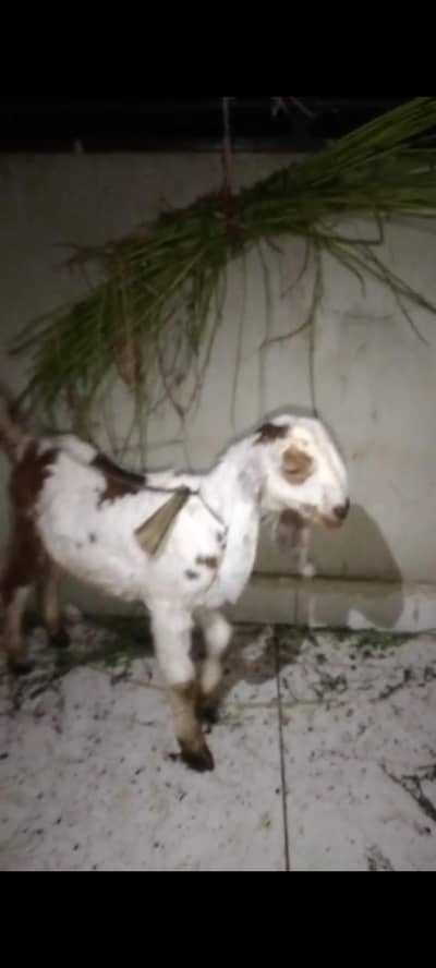 bakri k bacha 2months