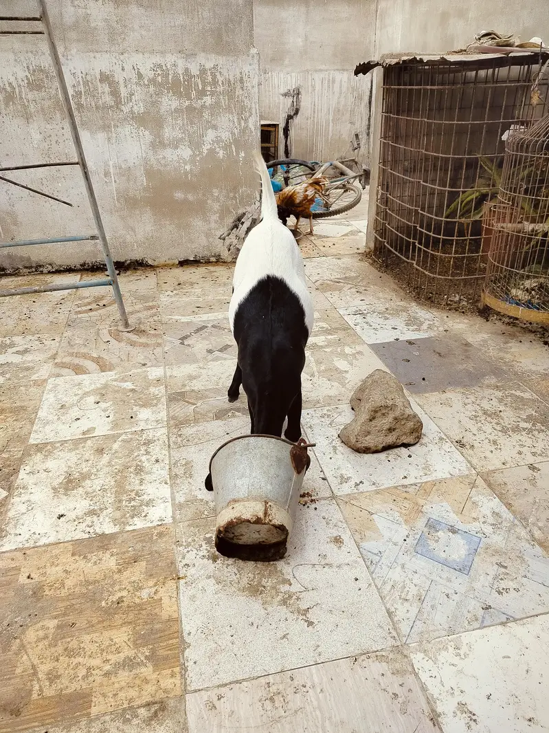 خوبصورت کموری کراس بکریاں برائے فروخت — photo 3