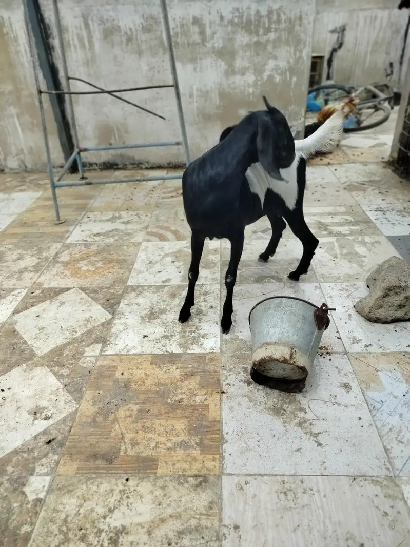 خوبصورت کموری کراس بکریاں برائے فروخت — photo 8